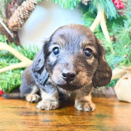 Pecan 3500 - Cream male Dachshund puppy in Sylvania, Alabama from Yancey’s Doxies