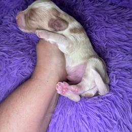 Cherub - Red male Cavapoo puppy in Mount Vernon, Texas from S and J Cavapoos