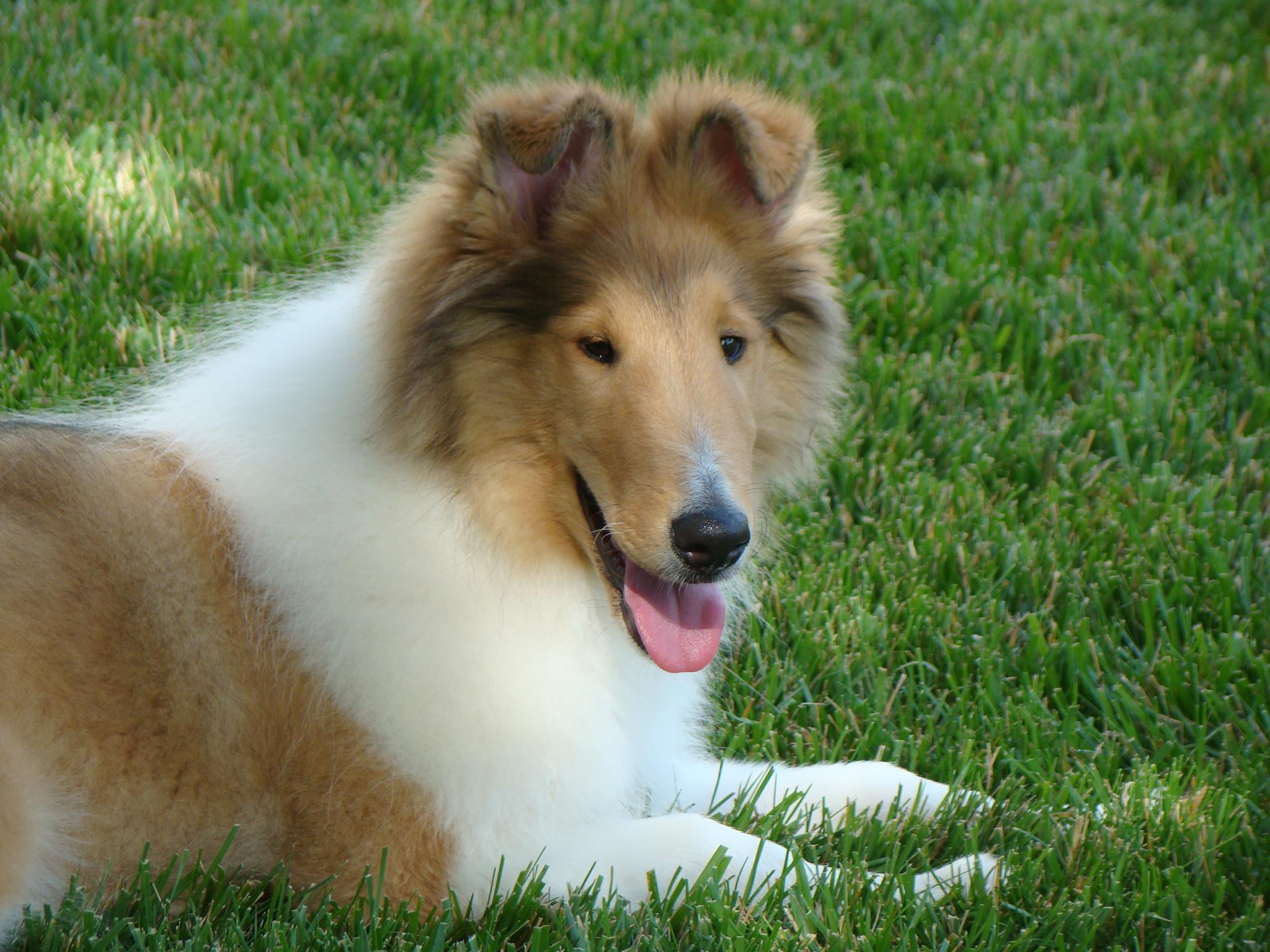 E’Marie Collies in Kansas Collie puppies Good Dog