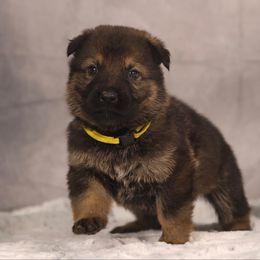 Brick - Sable German Shepherd puppy in Hamptonburgh, New York from Uber Dem Bach German Shepherds