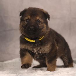 Brick - Sable German Shepherd puppy in Hamptonburgh, New York from Uber Dem Bach German Shepherds