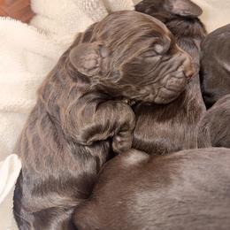 Princess 3 - Liver female Boykin Spaniel puppy in Millwood, Georgia from Satilla River Swamp Boykins