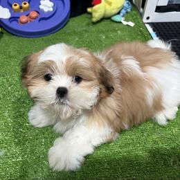 Oscar - Tricolor male Shih Tzu puppy in Bourne, Massachusetts from Shih Tzu Pups