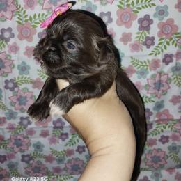 Luci - Chocolate female Shih Tzu puppy in Arcadia, Florida from Kitsune Cuddles and kisses