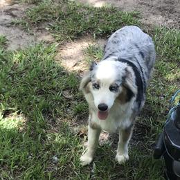 Izzy - Australian Shepherd