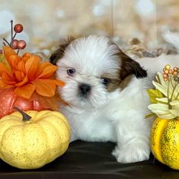 Casper - Gold and white male Shih Tzu puppy in Silver Lake, Oregon from Bling Shih Tzu