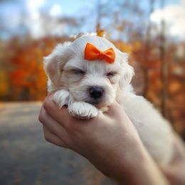 Companion Cross, Maltese, and Maltipoo Puppies from Seeking Shalom Acres Maltese, Maltipoos & Havamalts