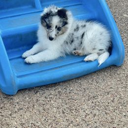 Auggie - White blue merle and tan male Shetland Sheepdog puppy in Abilene, Texas from Double Dare Shelties