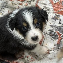 BTF1 - Black tri-color female Australian Shepherd puppy in Manchester, Iowa from Lone Willow Aussies