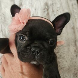 Cindy - Black female French Bulldog puppy in Leola, Pennsylvania from Edna's Homegrown Frenchies