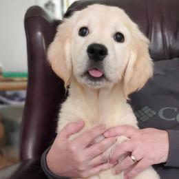 Electric Blue Collar - Light golden male Golden Retriever puppy in Sandy, Utah from Golden Meadows of Utah