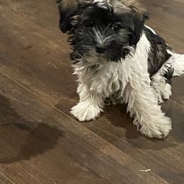 Havanese Puppies from Missing Creek Ranch