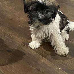 Havanese Puppies from Missing Creek Ranch