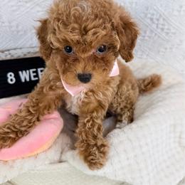 Quack-Quack PRICE DROP - Red  female Poodle puppy in Florida from Adorable Toy-Miniature Poodles