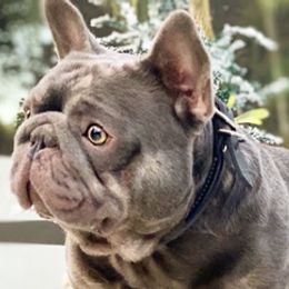 French Bulldogs from Big Buck Bulldogs