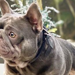 French Bulldogs from Big Buck Bulldogs