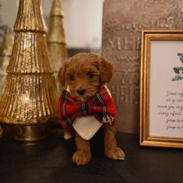 Karen Kringle - Red  female Goldendoodle puppy in Fleming Island, Florida from Island Doodles