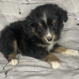 Boy 5 - Miniature Australian Shepherd puppy in Paris, Texas from Kuttin’ Up Mini Aussies
