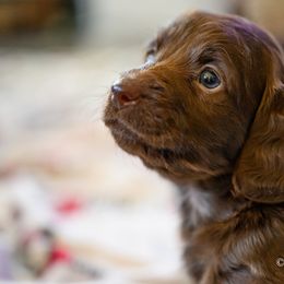 Dachshund Puppies from The Well Tempered Dachshund