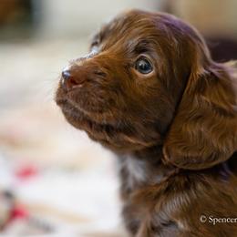 Dachshund Puppies from The Well Tempered Dachshund