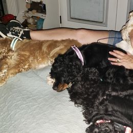 Cocker Spaniel All Grown Up from Laureen's Cocker Spaniels