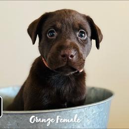Dilute Retriever and Labrador Retriever Puppies from CKB Labradors