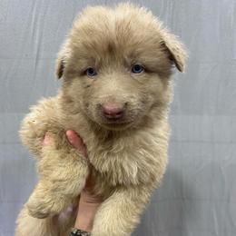 Boy 5 - Isabella male German Shepherd puppy in Pelham, North Carolina from P & P Shepherds