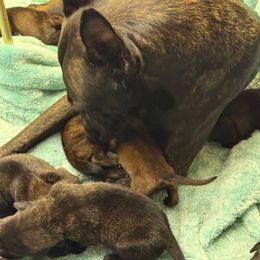 NFB Mismarked Dutch Female II - Yellow female Dutch Shepherd puppy in Lake City, Florida from Crosspointe Canines