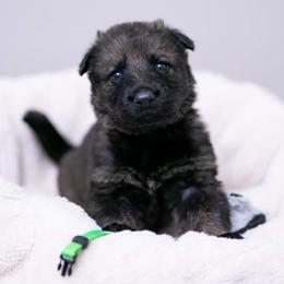 German Shepherd Puppies from Reign Land