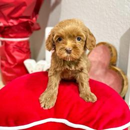 Amora - Caramel red female Australian Labradoodle puppy in Palmdale, California from Doodles_Ko