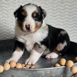 Remi - Blue merle female Australian Shepherd puppy in Mountain Grove, Missouri from K Bar H Farms