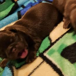 Girl 2 - Brown female Brussels Griffon puppy in Huntsville, Alabama from Tammy's Brussels
