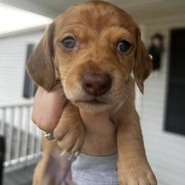 Red Dapple Female - Dapple female Dachshund puppy in Blackstone, Virginia from Cheyenne's Dachshunds