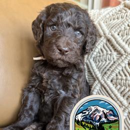 Rainier - Chocolate male Labradoodle puppy in Lubbock, Texas from Lucky Labradoodles