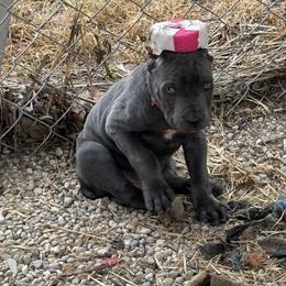 Cane Corso Puppies from A&B kennel