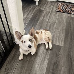 Snickers - Cardigan Welsh Corgi