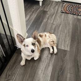 Snickers - Cardigan Welsh Corgi