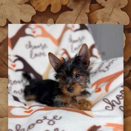 Emma Grace - Black and tan female Yorkshire Terrier puppy in Clay, New York from Jill Brown