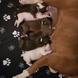 Boxer Puppies from Elevated Boxers