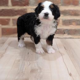 Jiggy - Tri-color male Bernedoodle puppy in Reinholds, Pennsylvania from Mountain Top Bernedoodles