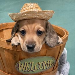 Shaded Cream-Red-Arthur 2650 - Sable male Dachshund puppy in Great Bend, Pennsylvania from Dashing Doxies