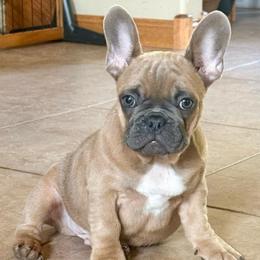 Bluey from OFA'd Parents - Fawn male French Bulldog puppy in Billings, Montana from Yellowstone Frenchies