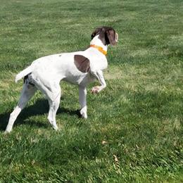 German Shorthaired Pointer Puppies from H LAVA C Pointers