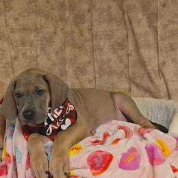 Oggie - Blue male Great Dane puppy in Caldwell, Idaho from Miner's Dynamic Danes
