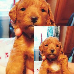 Goldendoodle Puppies from Dubey Doodles (AnC Oodles of Doodles)