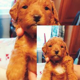 Goldendoodle Puppies from Dubey Doodles (AnC Oodles of Doodles)