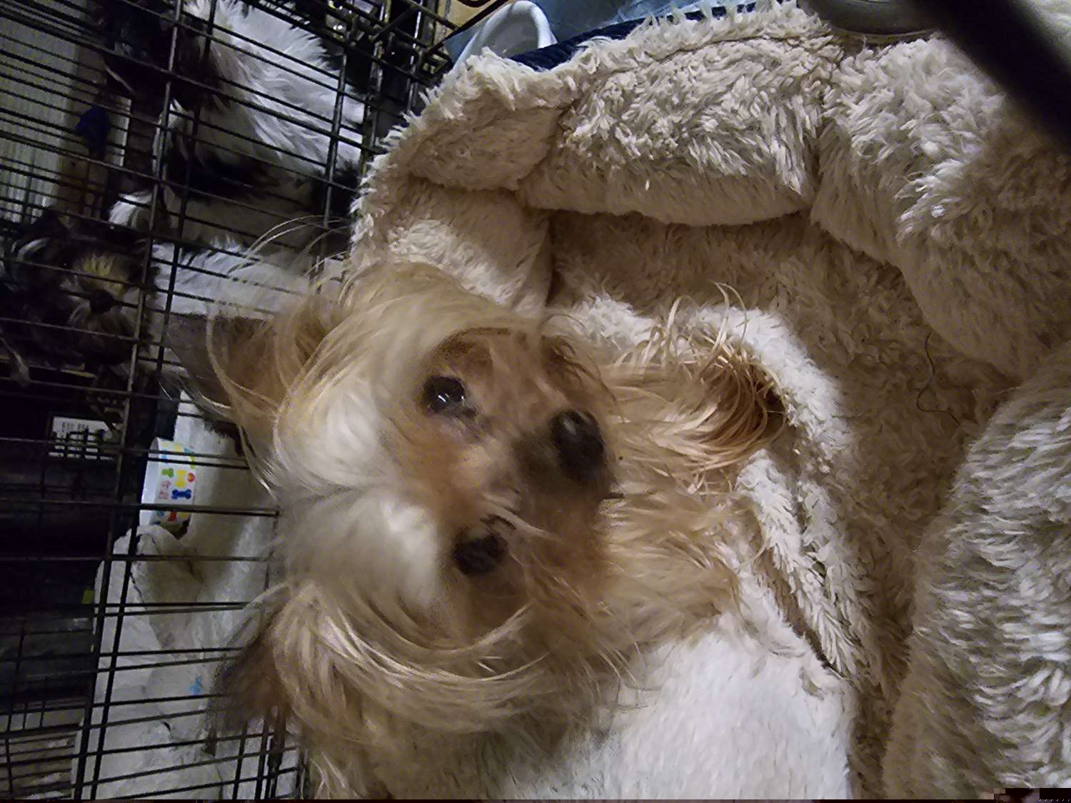 Maverick - Yorkshire Terrier