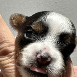 Biewer Terrier Puppies from Lozado’s Biewers