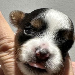 Biewer Terrier Puppies from Lozado’s Biewers