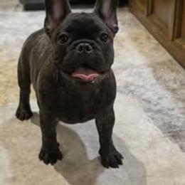 French Bulldog Puppies from Reds Frenchies
